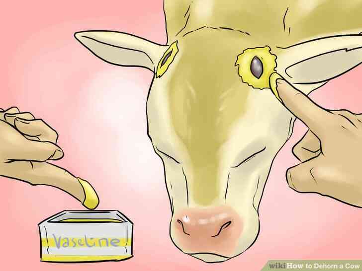 Image intitulée Écorner une Vache à l